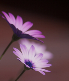 Si possono amare due persone contemporaneamente?