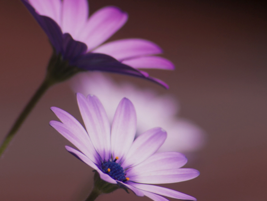 Si possono amare due persone contemporaneamente?