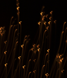 Come affrontare la solitudine affettiva durante le feste di fine anno